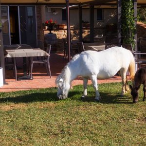 Horseback riding Tuscany - Agriturismo Diacceroni